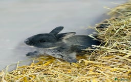 Rex rabbits for sale: Rex + lionheads for sale! - Image 1