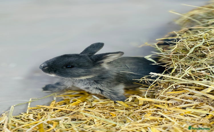 Rex rabbits - Advert 1