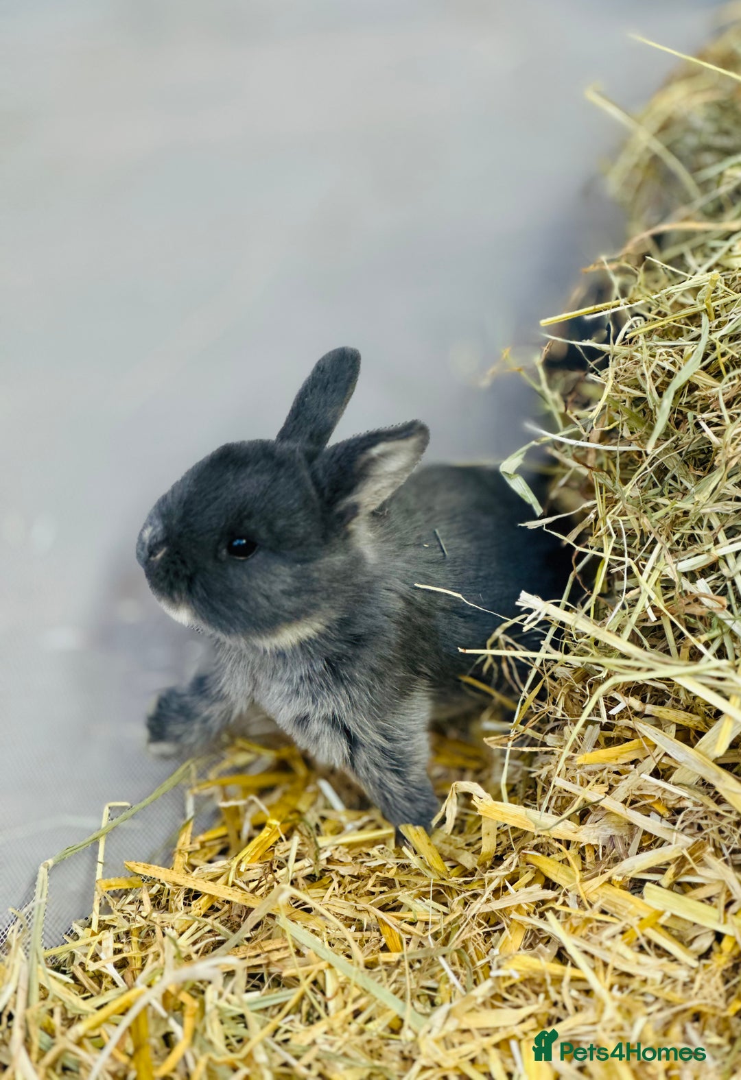 Rex rabbits for sale: Rex + lionheads for sale! - Image 1