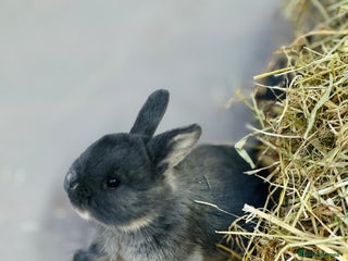 Rex rabbits - Advert 4