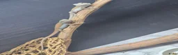 Bearded Dragon reptiles for sale: Baby bearded dragons  - Advert 5