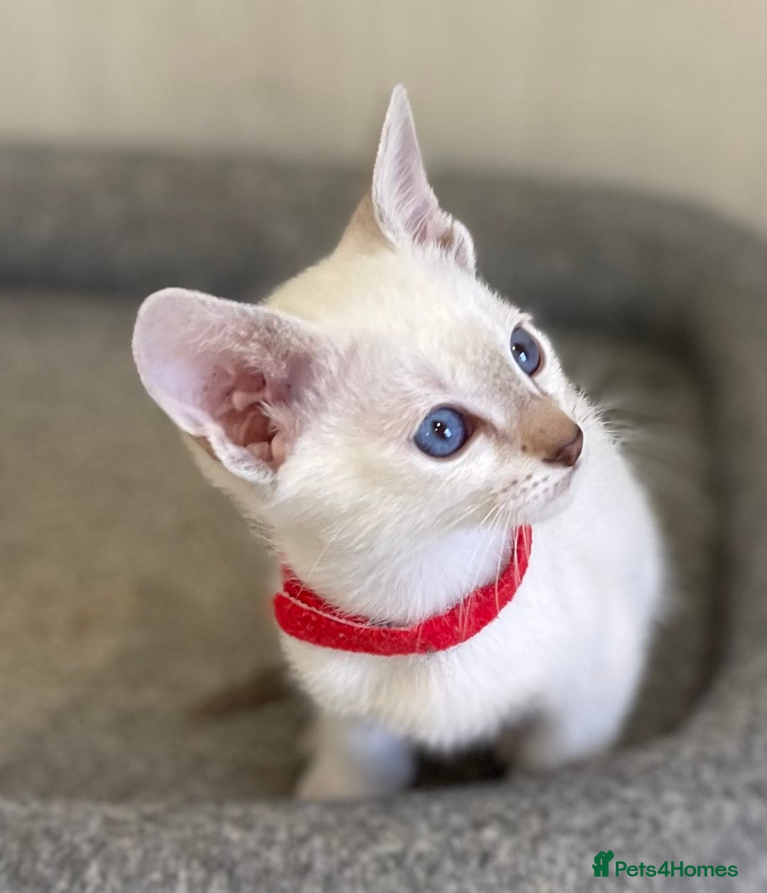 Siamese cats for sale: GCCF Registered Traditional Siamese Kittens.  - Image 12