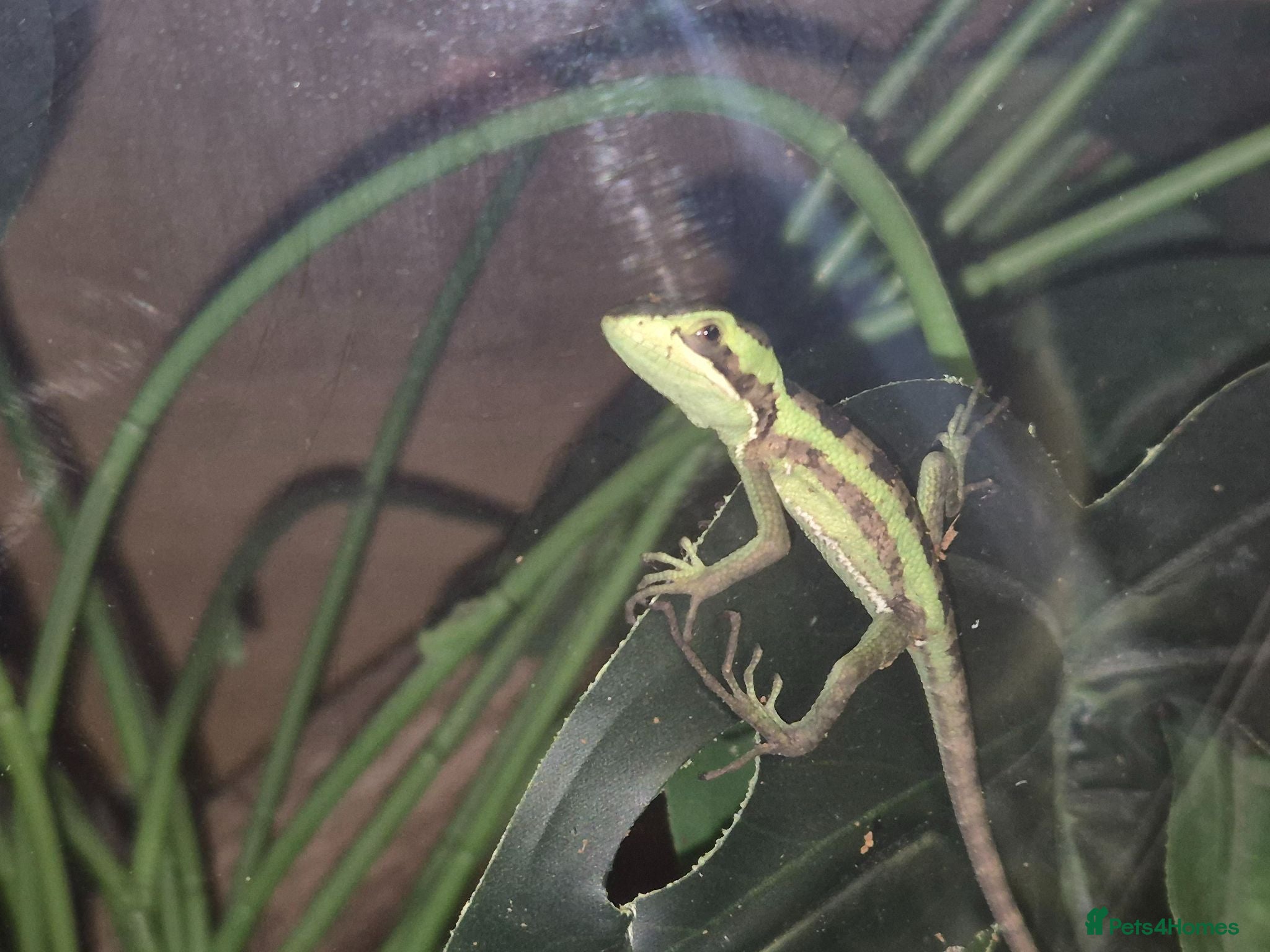 Lizard reptiles casque headed iguana babies - Advert 1