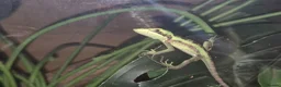 Lizard reptiles for sale: casque headed iguana babies in Grimsby - Advert 1