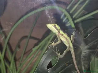 Lizard reptiles casque headed iguana babies - Advert 1