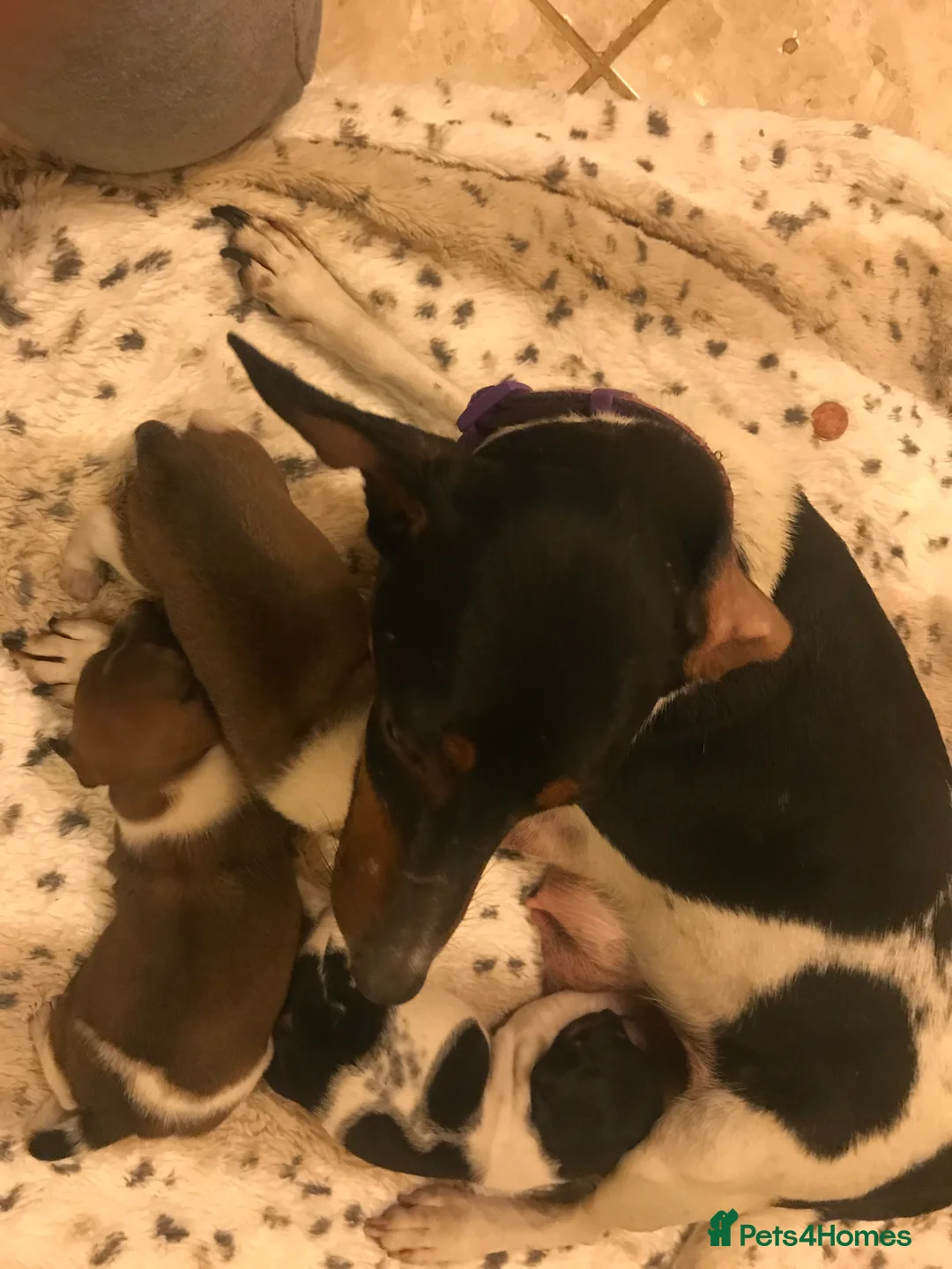 Jack Russell dogs for stud: jack russell for stud proven in Wednesbury - Advert 2