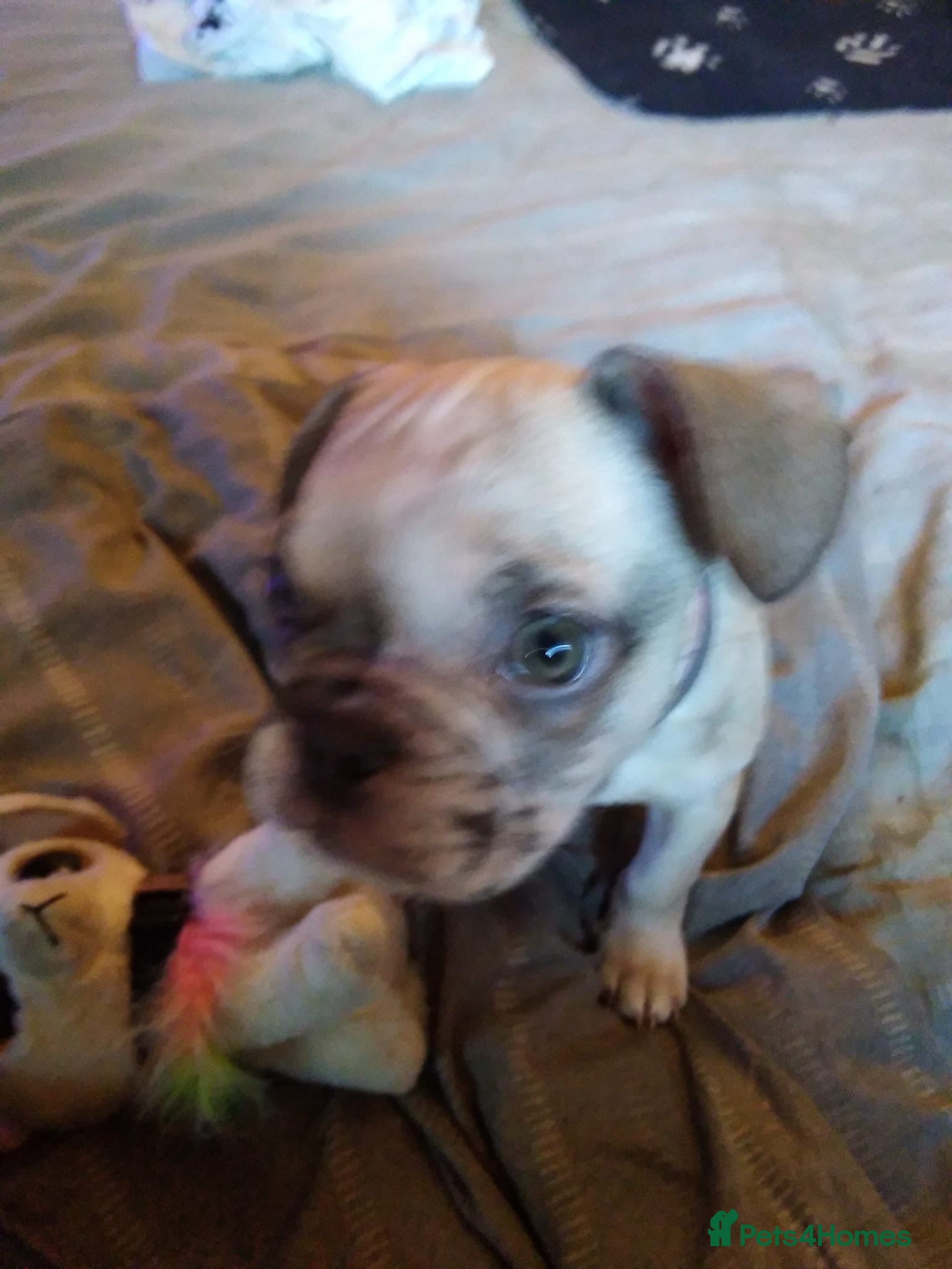 French Bulldog dogs Litter of mixed colour French bulldog puppies  - Advert 2