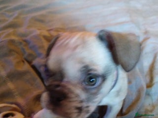 French Bulldog dogs Litter of mixed colour French bulldog puppies - Advert 14