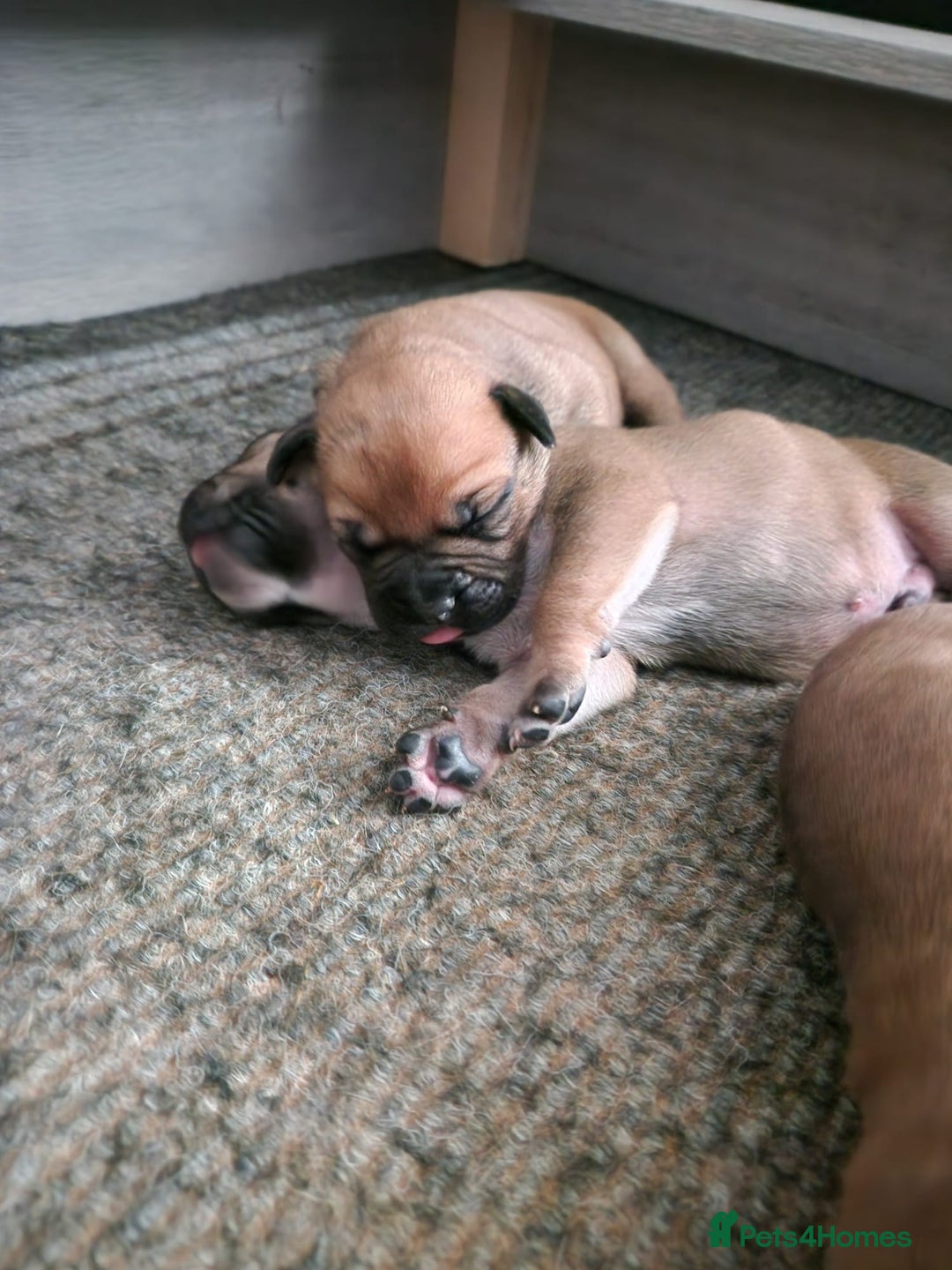 Mixed Breed dogs for sale: Bullmastiff X Puppies - Image 14