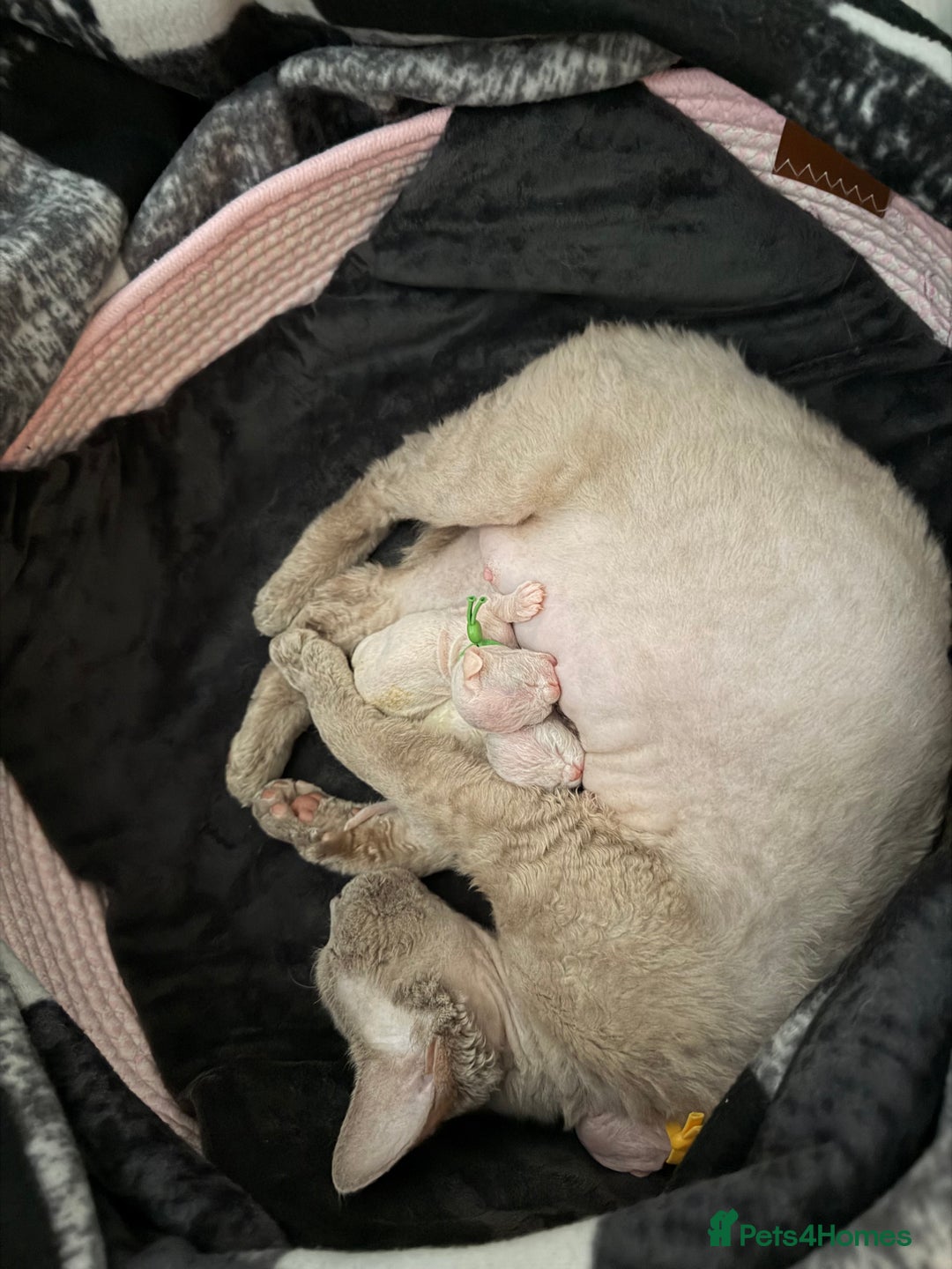 Devon Rex cats for sale: 🐾Adorable Devon Rex Kittens 🐾🌸 - Advert 5