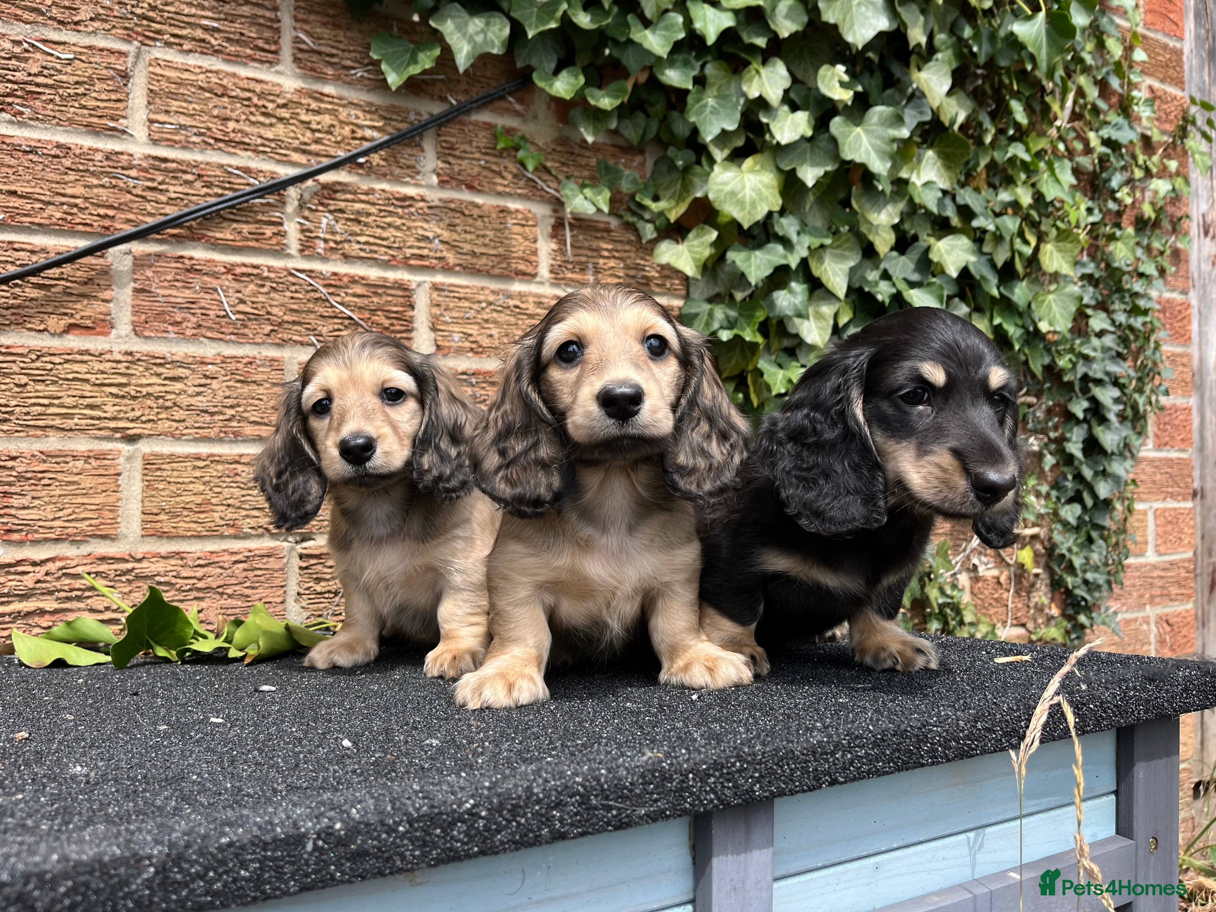 mini long haired dapple dachshund