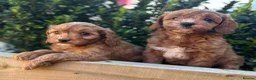 Cavalier King Charles Spaniel dogs for sale: Toy cavapoo in Wisbech - Advert 22