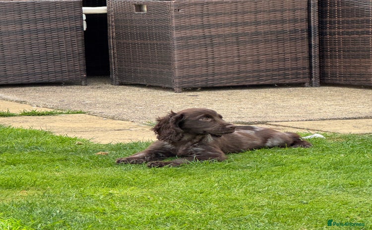 Cocker Spaniel dogs - Advert 14