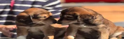 Saluki dogs for sale: Male  Saluki puppy 10 weeks old  - Advert 17