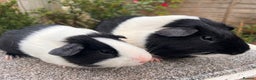 Guinea Pig rodents for sale: Pair of bonded boars - Father and son - Advert 3