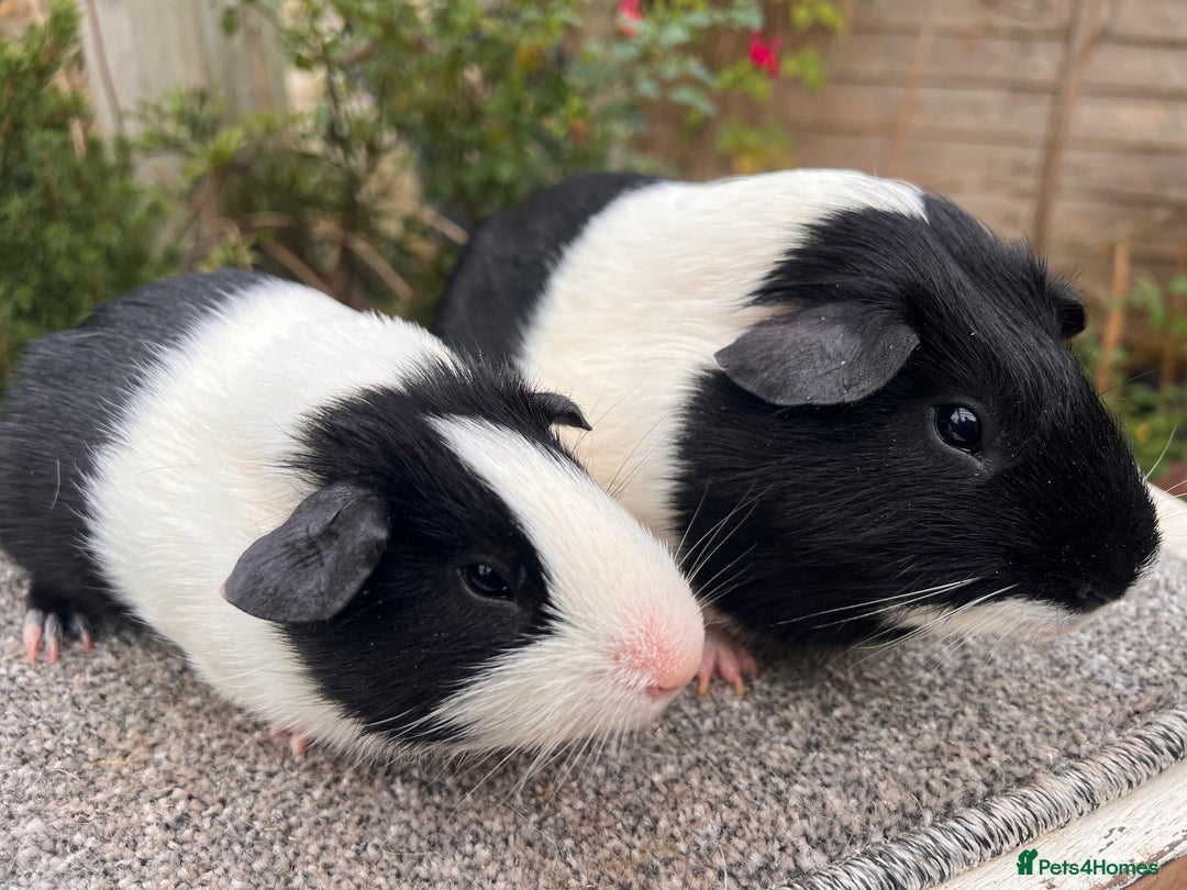 Guinea Pig rodents for sale: Pair of bonded boars - Father and son - Advert 3