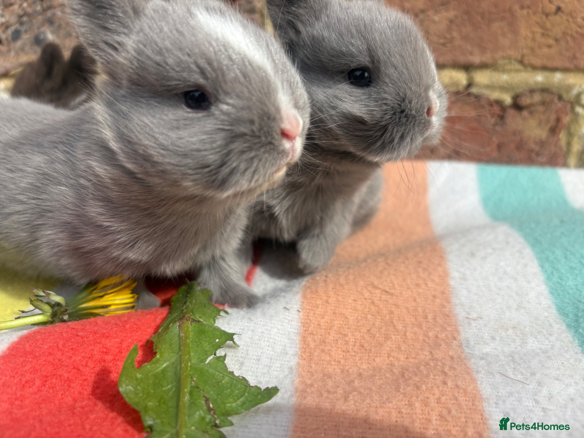 Netherland Dwarf rabbits Sweet Chocolate and blue Netherland Dwarf bunnies - Advert 1