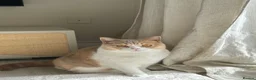 British Shorthair cats for sale: Bread & Honey - Advert 2