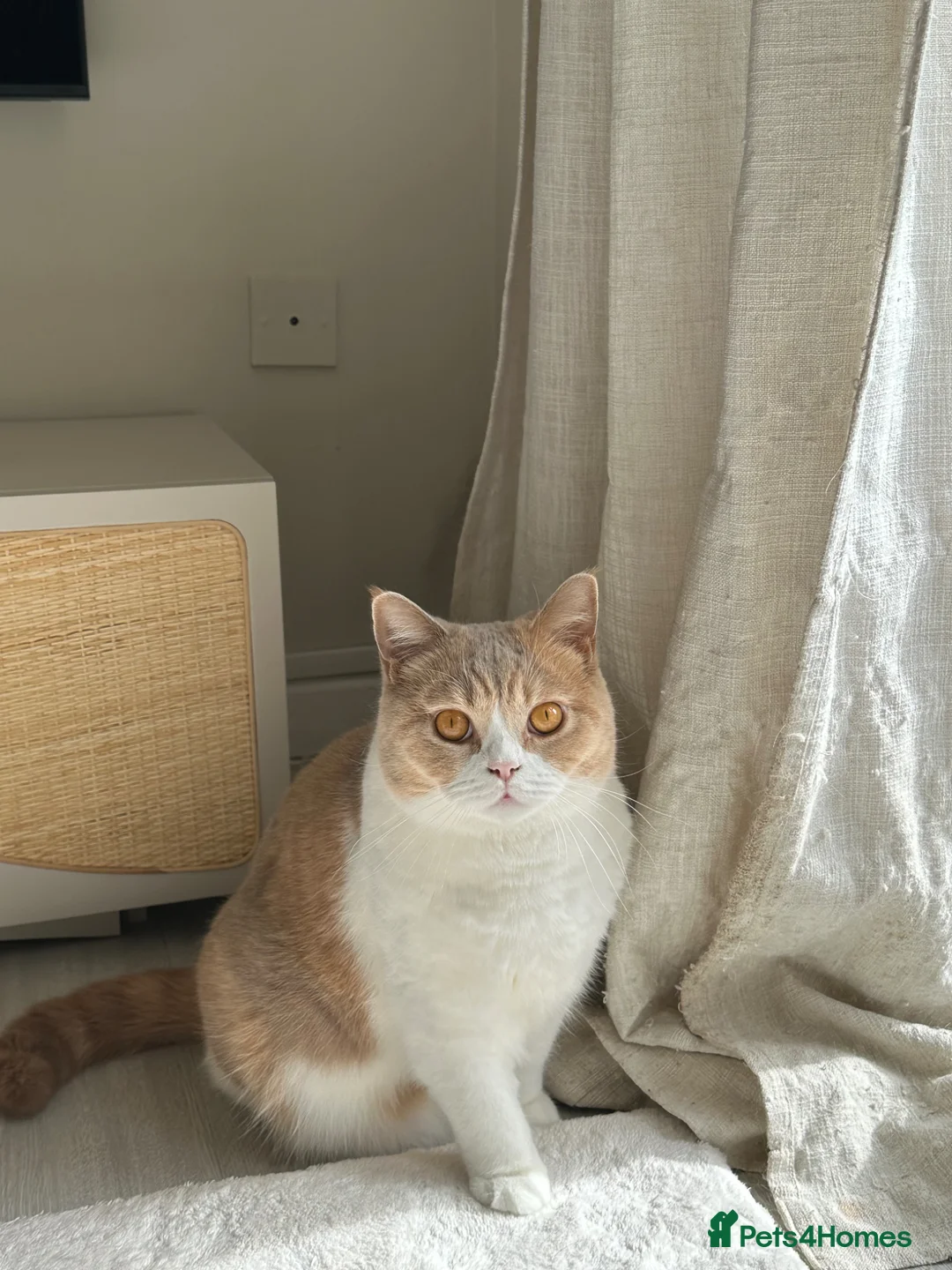 British Shorthair cats for sale: Bread & Honey - Advert 2
