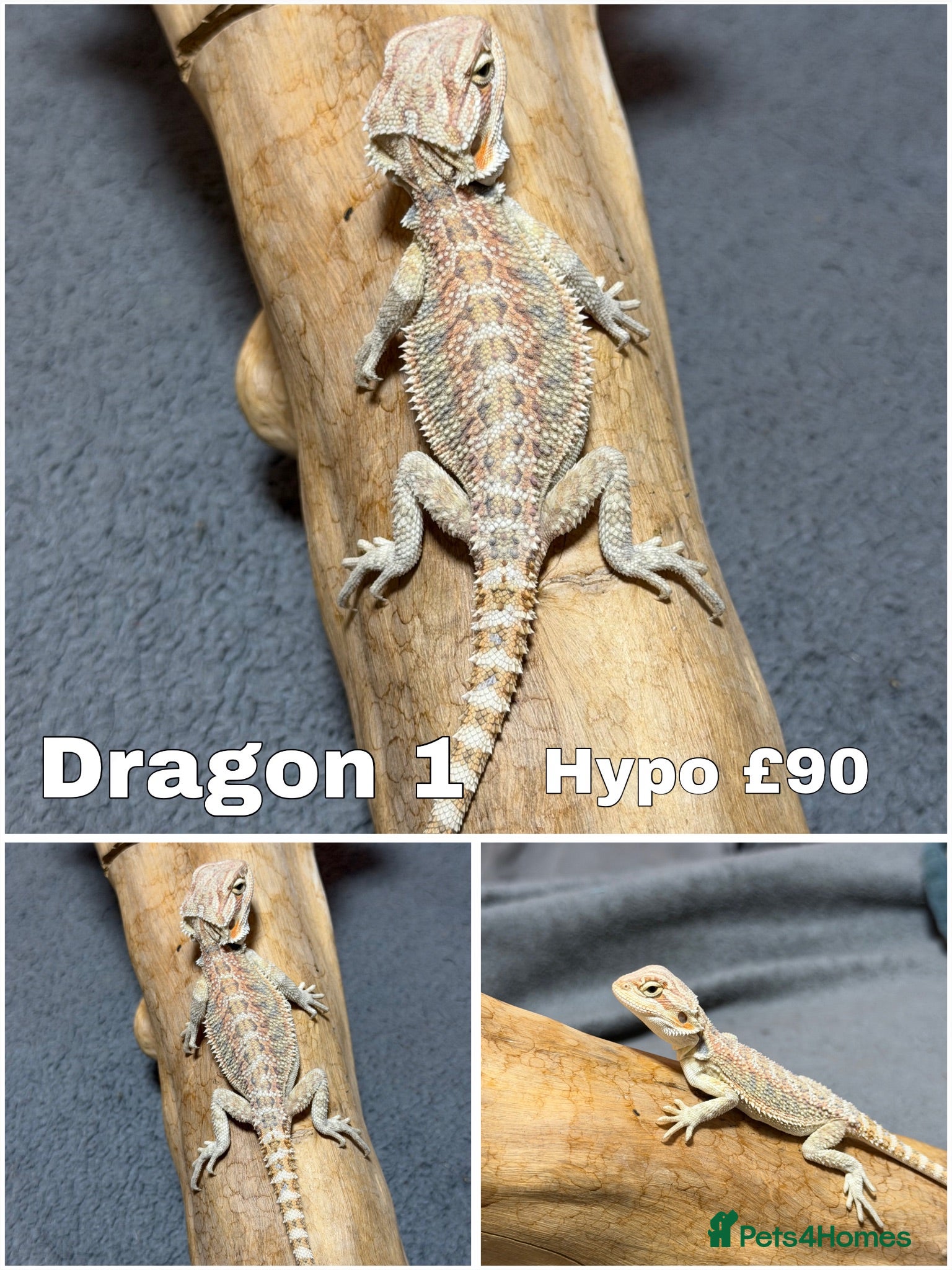 Bearded Dragon reptiles Gorgeous Baby Bearded Dragons READY NOW - Advert 3