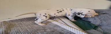 Dalmatian 2