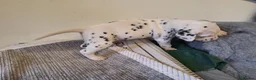 Dalmatian dogs for sale: Perdi's litter in Yeovil - Advert 9