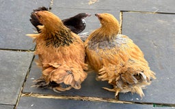 Chickens poultry for sale: Brahma Large Fowl Cockerels & Pullets - Image 3