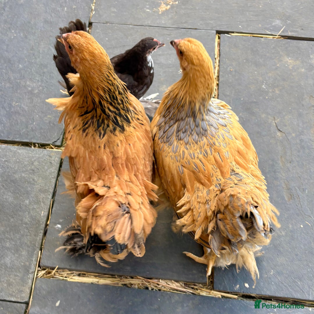 Chickens poultry for sale: Brahma Large Fowl Cockerels & Pullets - Image 3
