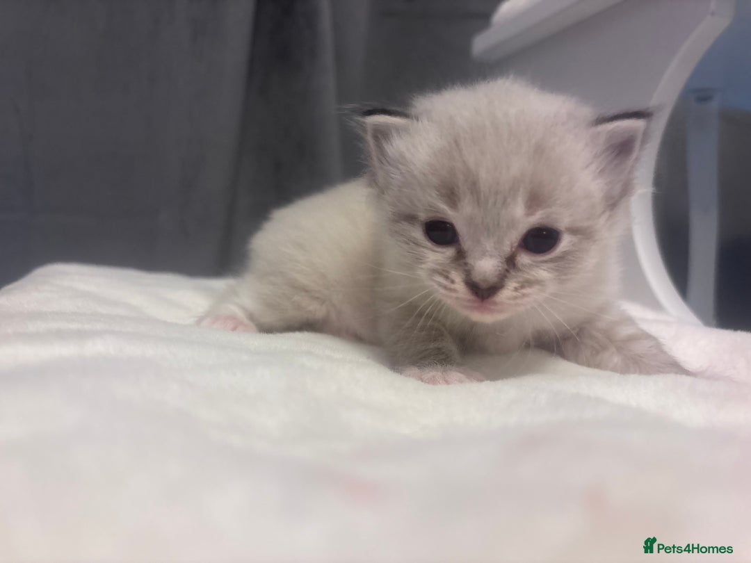 Ragdoll cats for sale: Gorgeous pedigree Ragdoll kittens  - Image 28