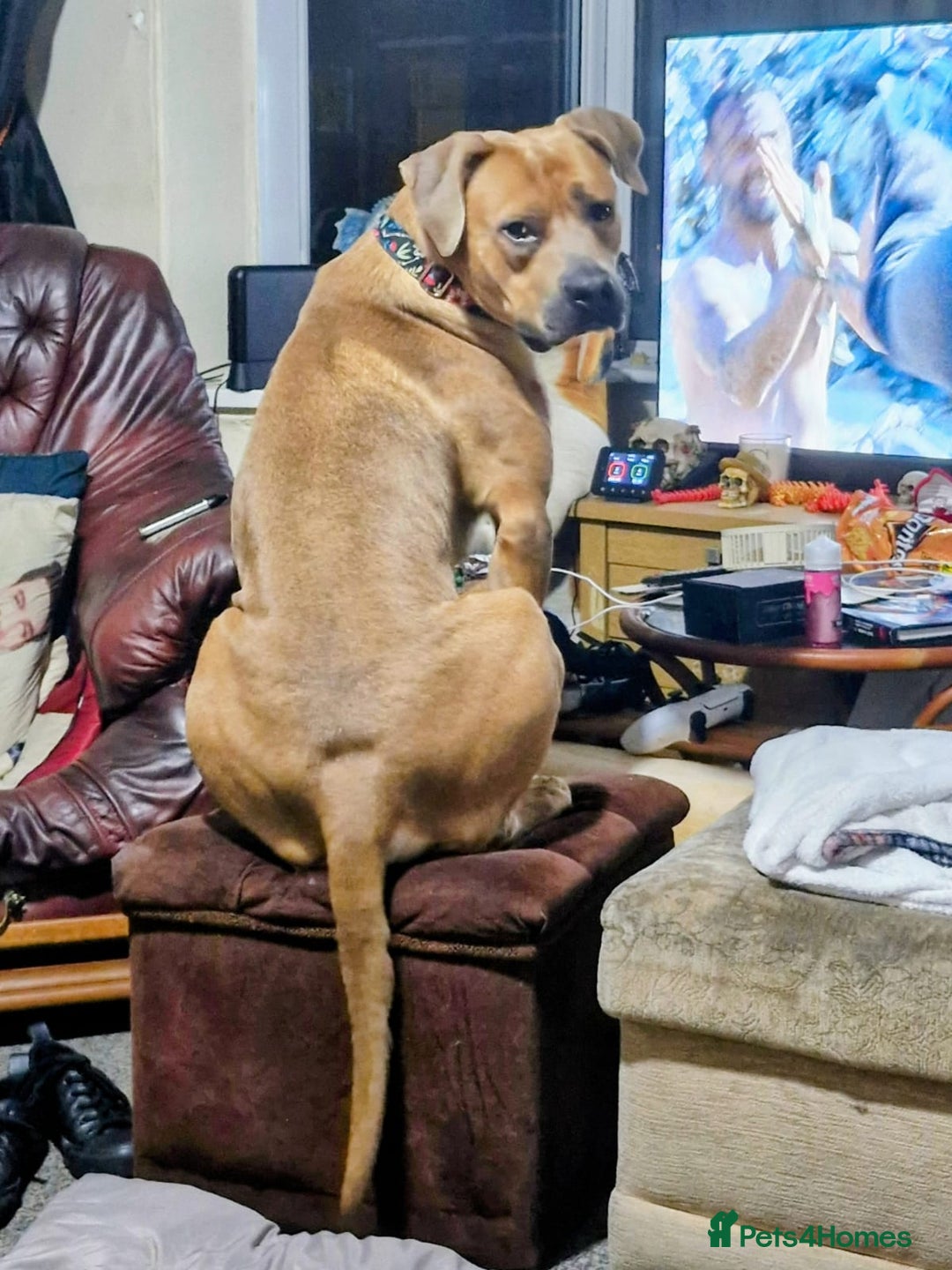 Mixed Breed dogs for sale: 1yr old Staffy x American Bulldog - Image 3