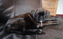 Boxer dogs for sale: Top Quality Boxer Puppies - Image 18