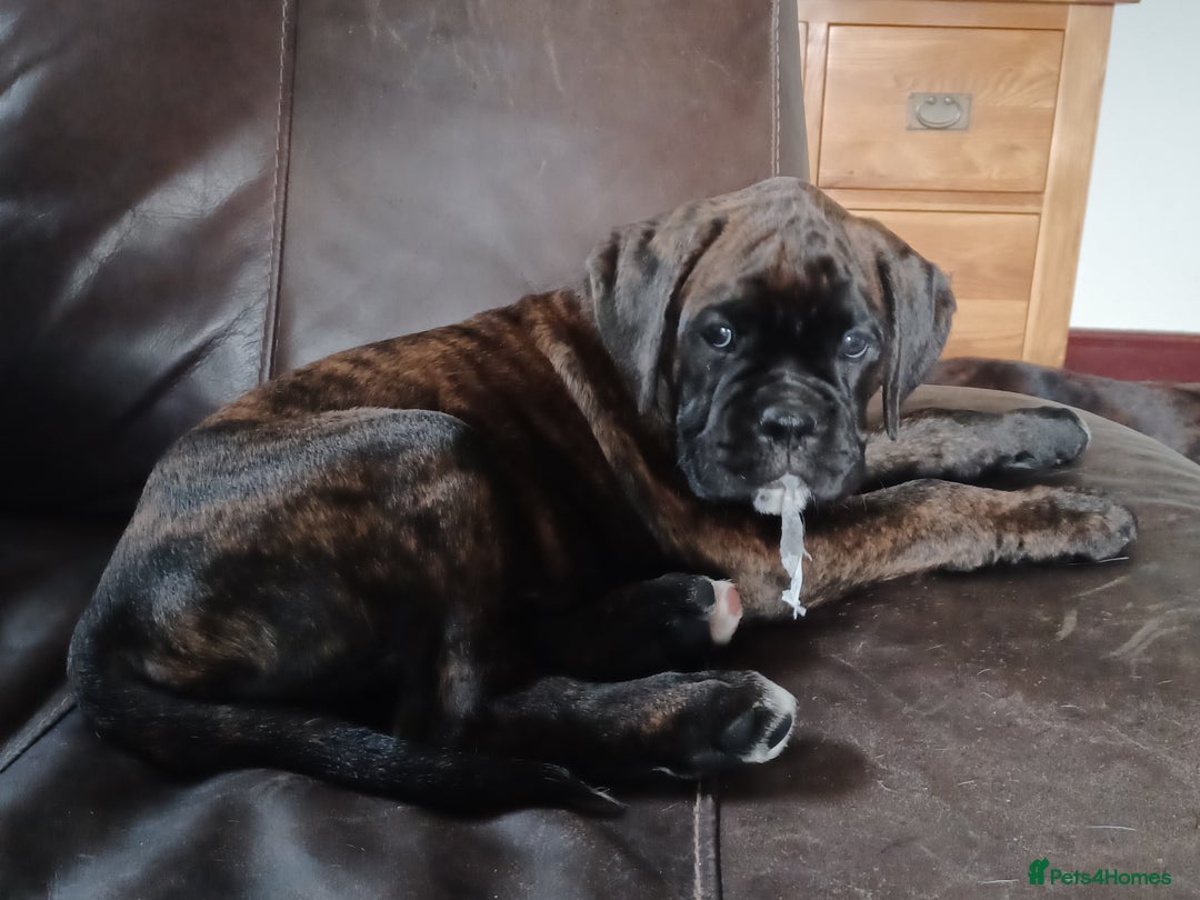 Boxer dogs for sale: Top Quality Boxer Puppies - Image 18