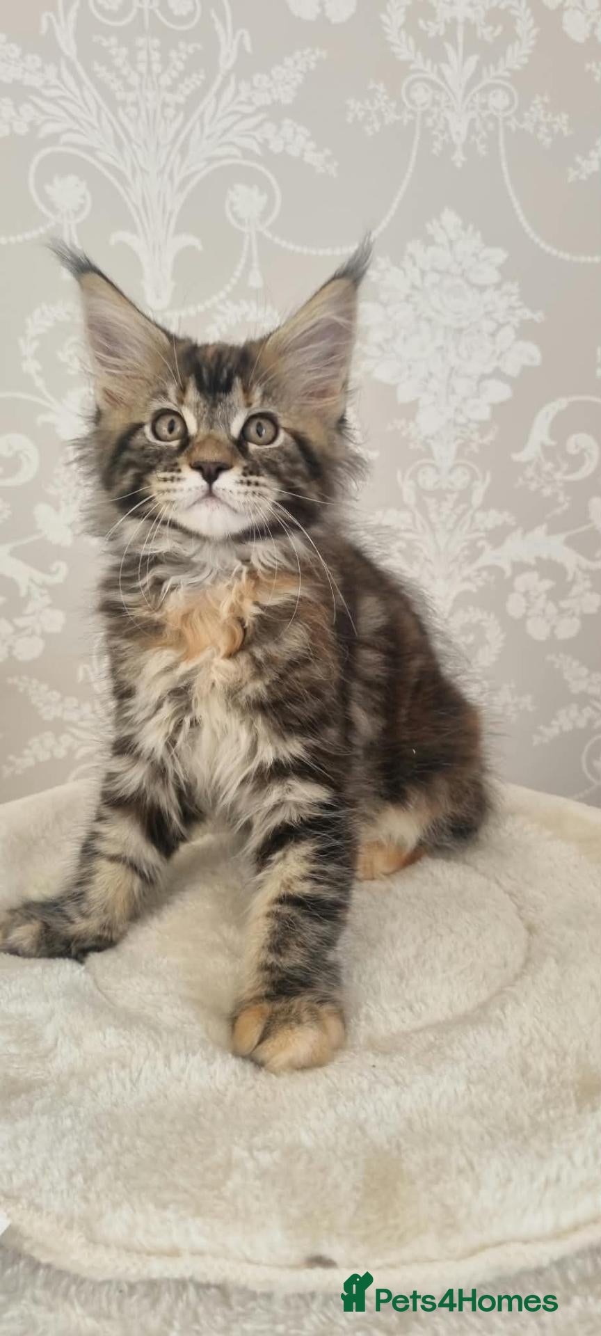 Maine Coon cats 1 Beautiful Kitten looking for her forever home - Advert 2