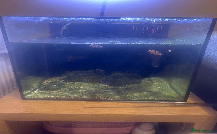 Other/Mixed Breed fish - Advert 1