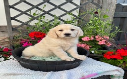 Golden Retriever dogs for sale: 4 left gorgeous kc reg golden retriever puppies  - Image 5