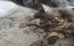 Maine Coon cats for sale: Stunning litter of maine coon kittens  - Advert 39