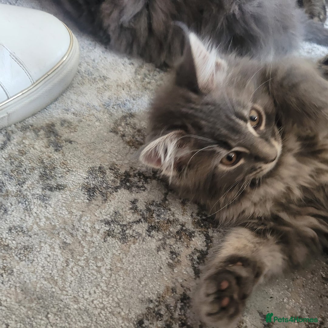 Maine Coon cats for sale: Stunning litter of maine coon kittens  - Advert 39