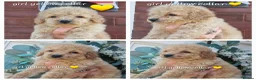 Cavapoochon dogs for sale: Beautiful cavapoochon puppies  - Advert 8