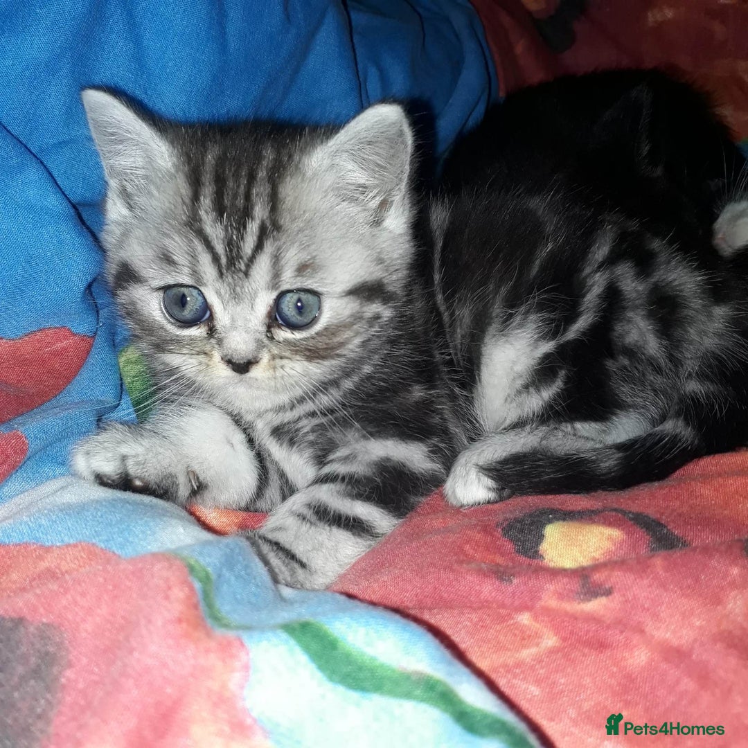 British Shorthair cats for sale: Bsh. Silver Tabby Classic .GCCF . - Advert 19