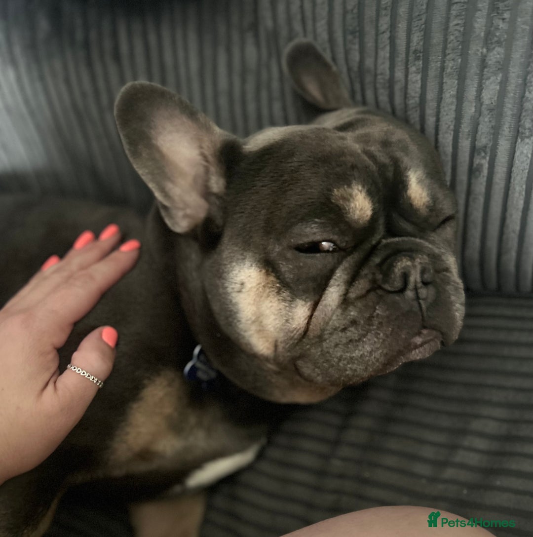 French Bulldog dogs for sale: Loving Home Wanted 3-Year-Old Blue French Bulldog - Advert 7