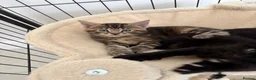 Mixed Breed cats for sale: Maine Coon X kitten - Oxfordshire - Advert 3