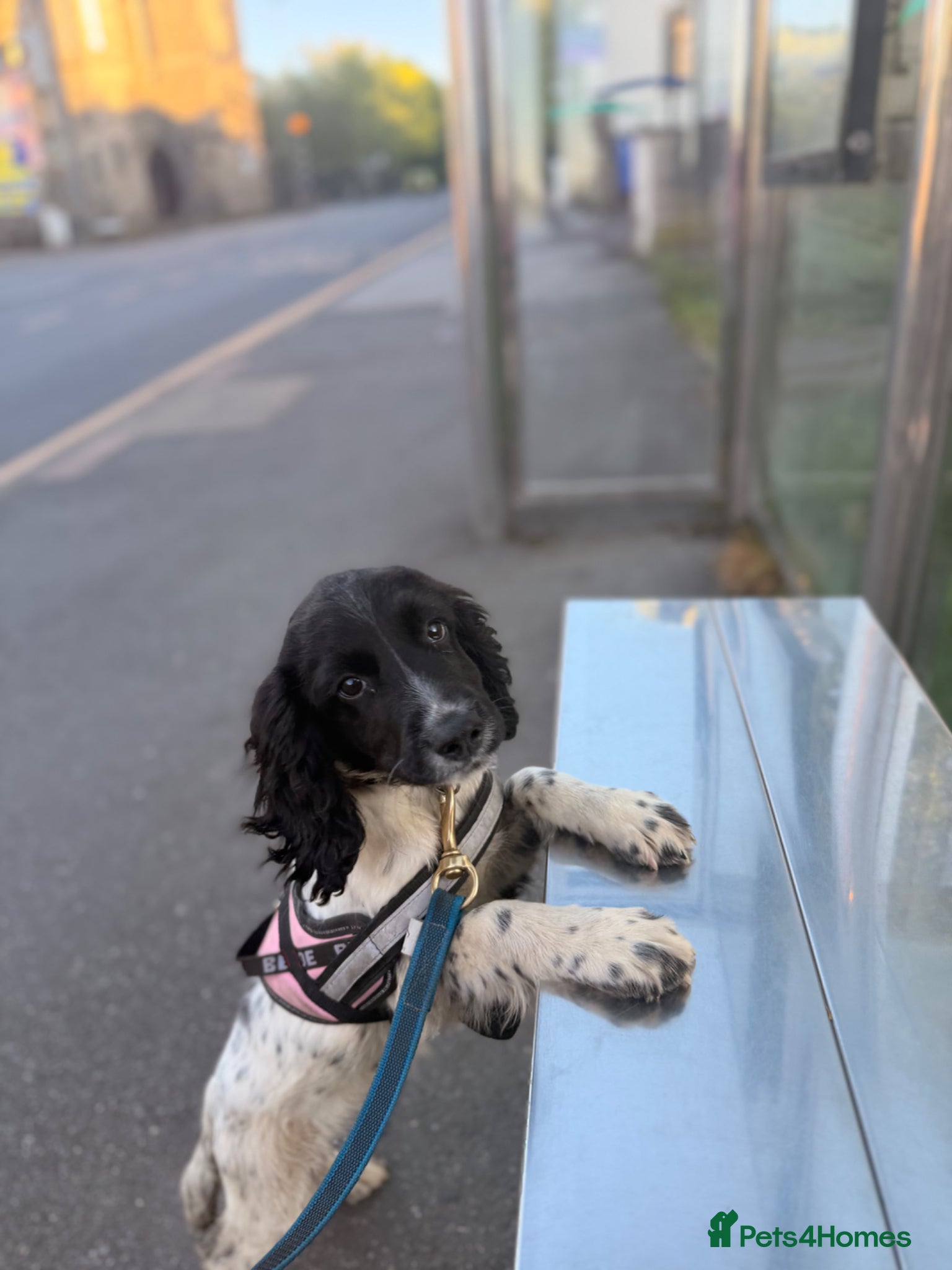 English Springer Spaniel dogs Kc reg springer pup  - Advert 2