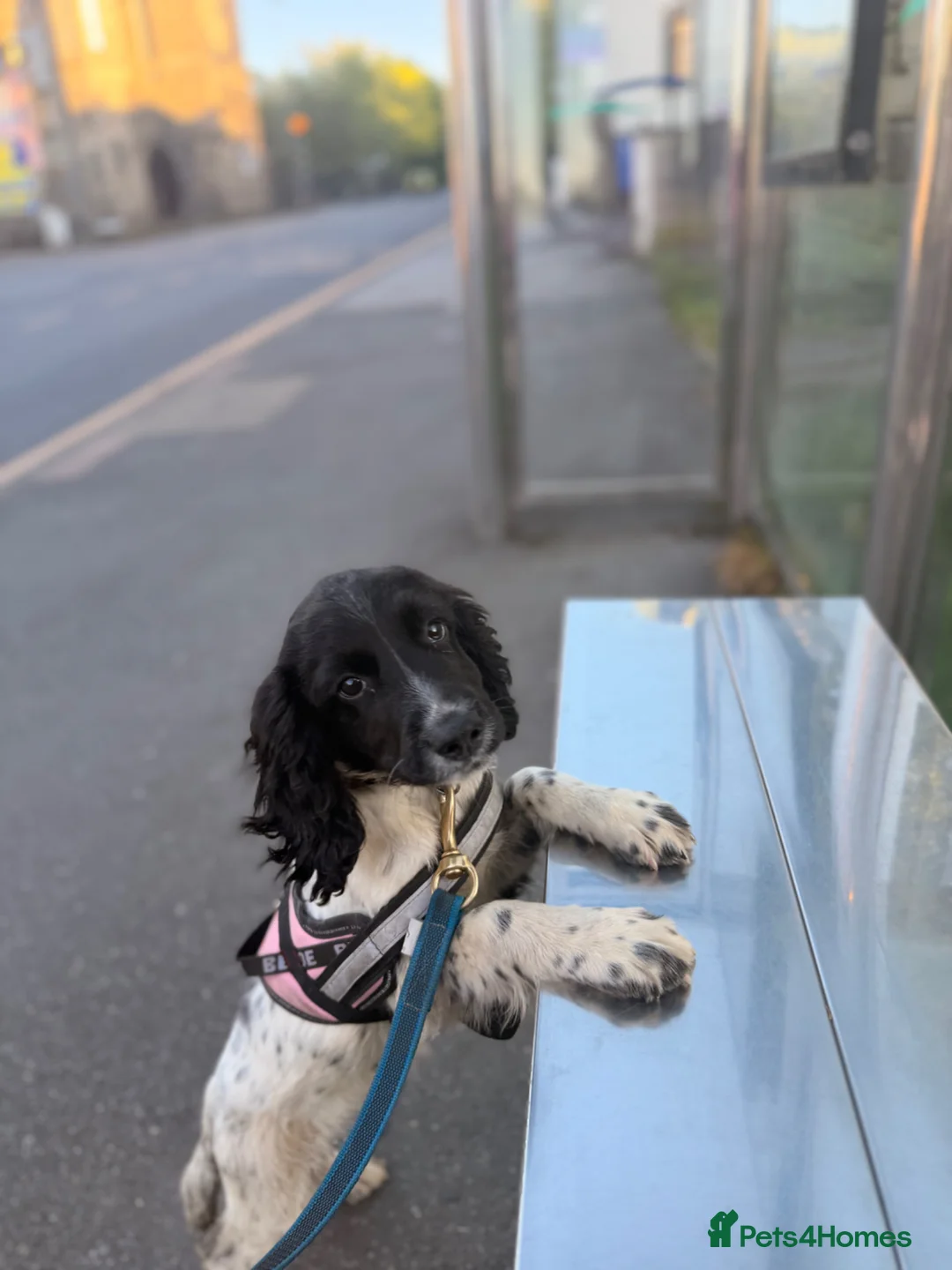 English Springer Spaniel dogs for sale: Kc reg springer pup  - Advert 1