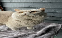 British Shorthair cats for stud: 💙 GCCF & TICA STUD RARE FAWN CINNAMON GENE  💙 in Derby - Image 3