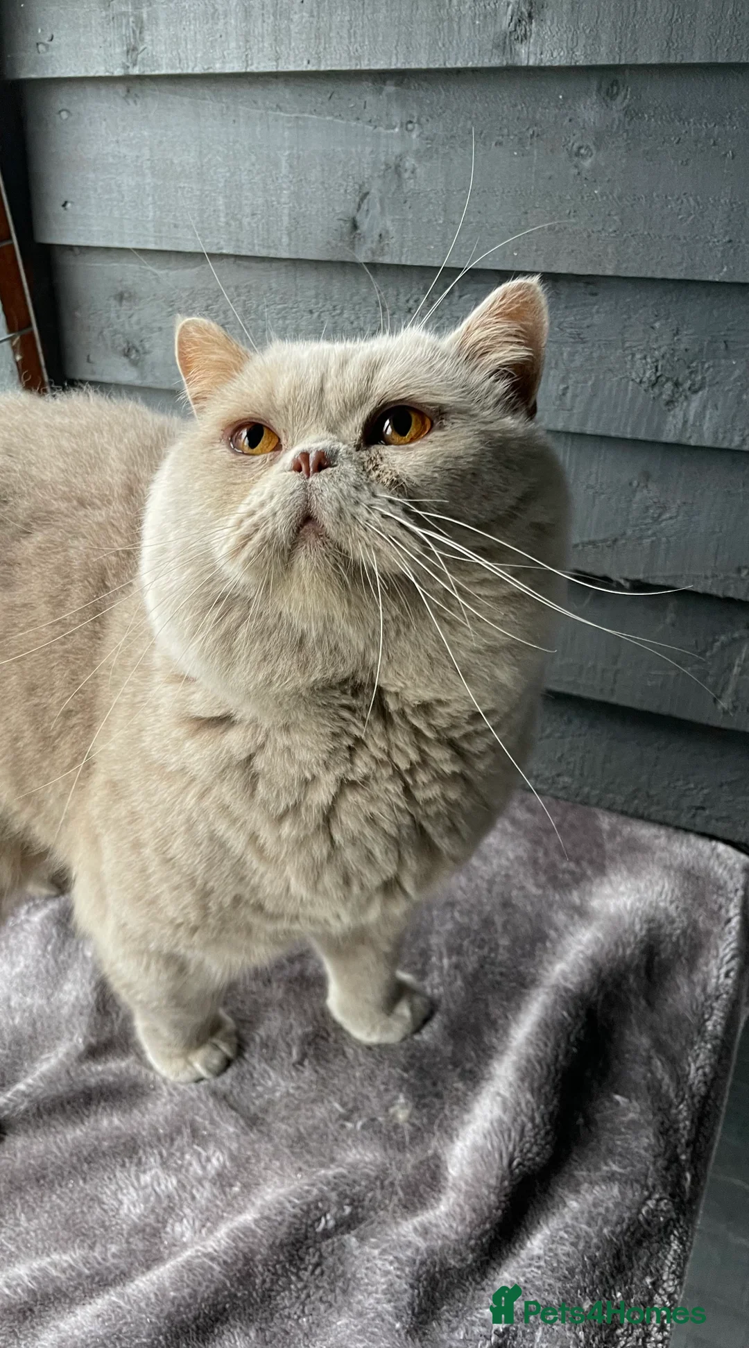 British Shorthair cats for stud: 💙 GCCF & TICA STUD RARE FAWN CINNAMON GENE  💙 in Derby - Advert 3