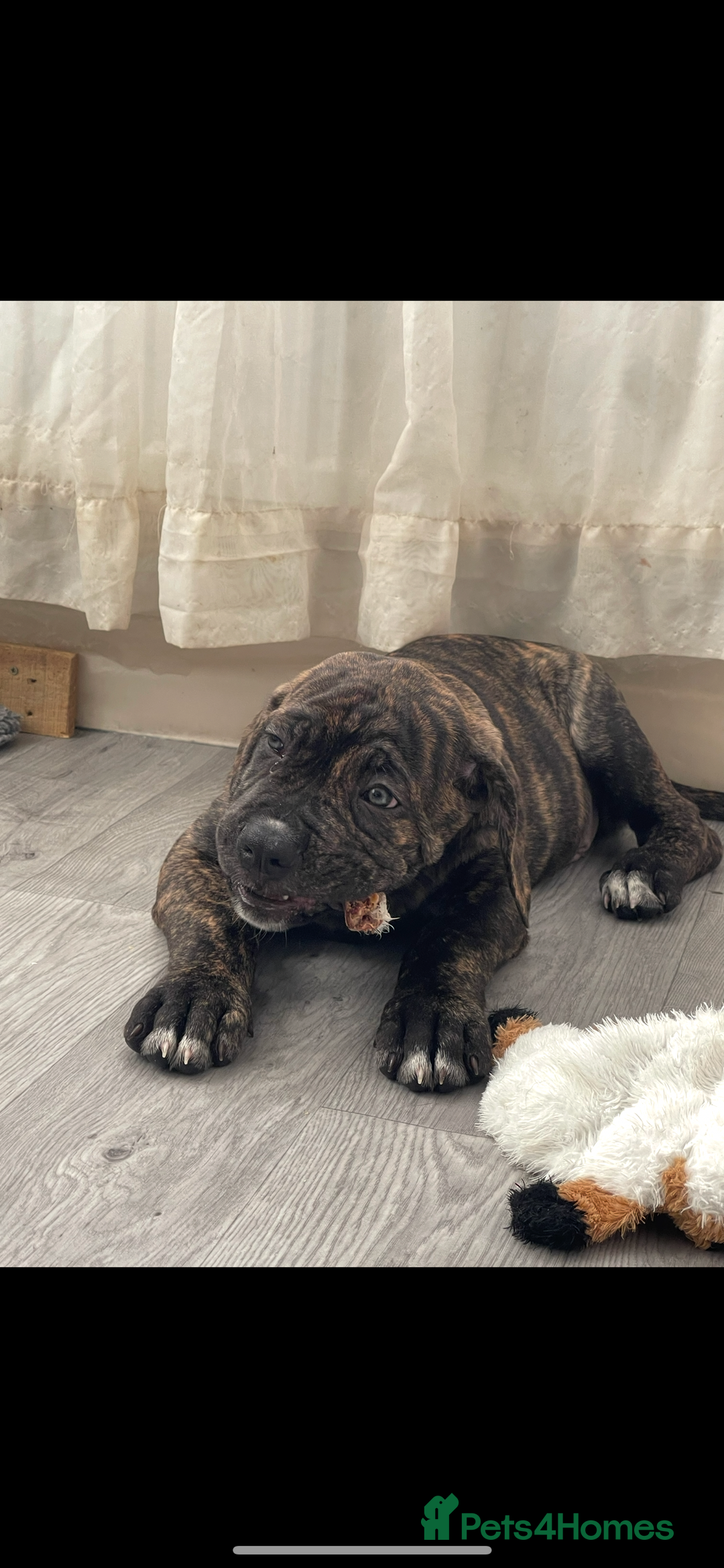 Cane Corso dogs for sale: Russian champ bloodline Cane Corso Puppies 8 left! - Advert 19