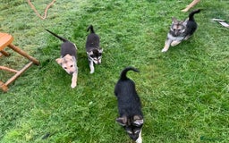 Shepsky dogs for sale: Shepski puppies in Liverpool - Image 26
