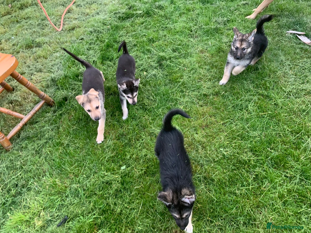 Shepsky dogs for sale: Shepski puppies in Liverpool - Image 26