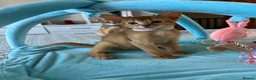 Abyssinian cats for sale: Abyssinian kittens  - Advert 18