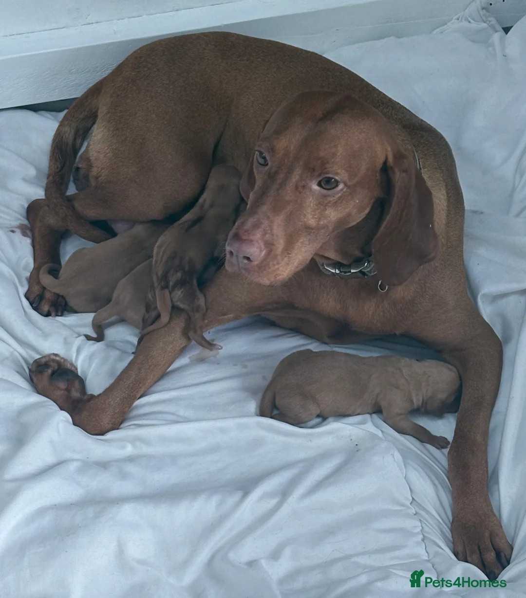 Hungarian Vizsla dogs for sale: Hookside Hungarian Viszla Puppies - Advert 11